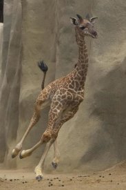 San Diego Zoo - Masai Giraffe calf running, native to Africa