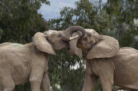 San Diego Zoo - African Elephant bulls sparring, native to Africa