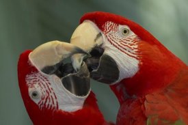 San Diego Zoo - Scarlet Macaw pair kissing, native to South America