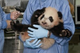 San Diego Zoo - Giant Panda young held by zoo staff, native to China