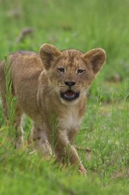 San Diego Zoo - African Lion cub calling, threatened, native to Africa