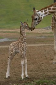 San Diego Zoo - Rothschild Giraffe mother kissing calf, native to Africa