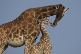 San Diego Zoo - Rothschild Giraffe mother and calf nuzzling, native to Africa
