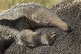 San Diego Zoo - Giant Anteater young on mother's back, native to South America