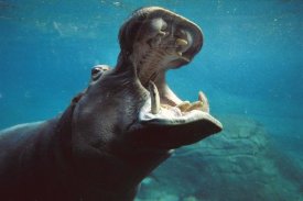 San Diego Zoo - River Hippopotamus swimming submerged in tank, native to Africa