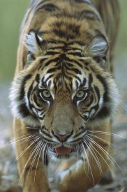 San Diego Zoo - Sumatran Tiger close-up portrait of female, endemic to Sumatra, Indonesia