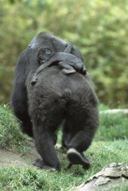 San Diego Zoo - Western Lowland Gorilla mother walking away with 48 day old baby on back, native to Africa