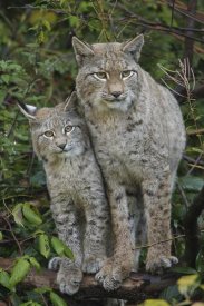 Rob Scholten - Lynx mother with cub, Bavarian Forest National Park, Bavaria, Germany