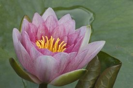 Joke Stuurman-Huitema - Amazon Water Lily flower, Netherlands