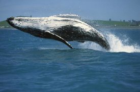 Barbara Todd - Humpback Whale breaching, Kaikoura, New Zealand