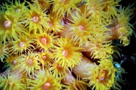 Dray van Beeck - Orange Cup Coral, Red Sea, Egypt