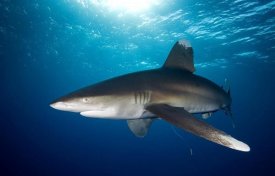 Dray van Beeck - Oceanic White-tip Shark close to the surface