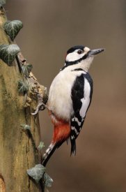 Frits Van Daalen - Great Spotted Woodpecker adult on tree trunk, Europe