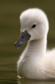 Marcel van Kammen - Portrait of a Mute Swan chick on the water
