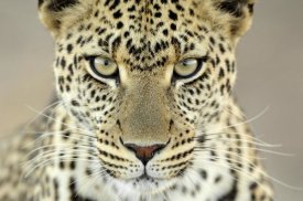 Martin Van Lokven - Leopard female, Serengeti National Park, Tanzania