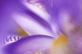 Jan Vermeer - Iris abstract close up