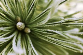 Jan Vermeer - Scotch Pine close up, Europe