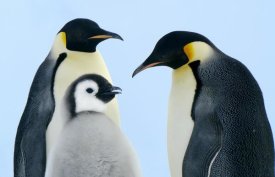 Jan Vermeer - Emperor Penguin family, Weddell Sea, Antarctica