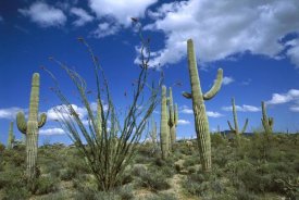 Tom Vezo - Sonoran Desert landscape, Tucson, Arizona