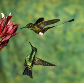 Tom Vezo - Booted Racket-tail hummingbird and Western Emerald hummingbird, Ecuador
