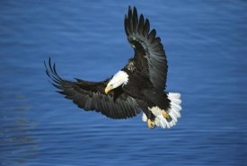 Tom Vezo - Bald Eagle flying over water, Kenai Peninsula, Alaska