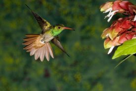Tom Vezo - Rufous-tailed Hummingbird feeding at flower, Costa Rica