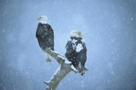 Tom Vezo - Bald Eagles perched on snag in snow, Kenai Peninsula, Alaska