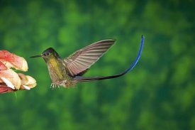 Tom Vezo - Violet-tailed Sylph hummingbird visiting flower, Andes, Ecuador