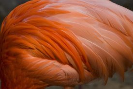 Tom Vezo - Greater Flamingo close up of feathers, San Diego Zoo, California