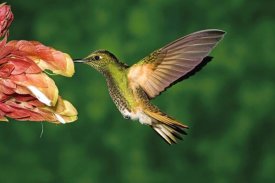 Tom Vezo - Buff-tailed Coronet hummingbird feeding on flower, Andes, Ecuador