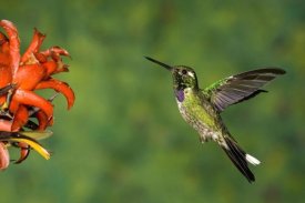 Tom Vezo - Purple-bibbed Whitetip hummingbird hovering near flower, Andes, Ecuador