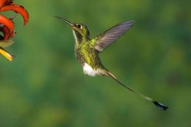 Tom Vezo - Booted Racket-tail hummingbird male hovering at flower, western slope of Andes, Ecuador