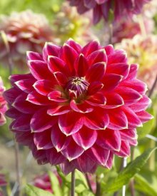 VisionsPictures - Dahlia optimist variety flower