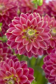 VisionsPictures - Dahlia optimist variety flowers