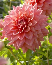 VisionsPictures - Dahlia beverly fly variety flower