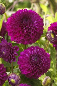 VisionsPictures - Dahlia boom boom purple variety flowers