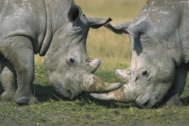 Martin Withers - White Rhinoceros close-up of two fighting, Kenya