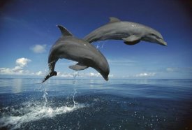 Konrad Wothe - Bottlenose Dolphin pair, Caribbean