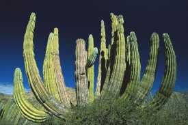 Konrad Wothe - Cardon cactus, Baja California, Mexico
