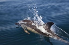 Konrad Wothe - Common Dolphin surfacing, Algarve, Portugal