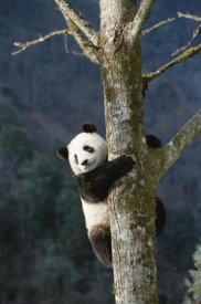 Konrad Wothe - Giant Panda climbing tree, Wolong Valley, China