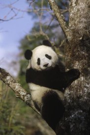 Konrad Wothe - Giant Panda in tree, Wolong Valley, Himalaya, China