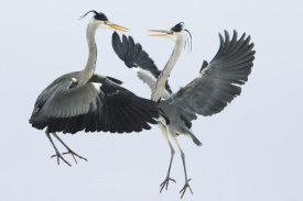 Konrad Wothe - Grey Heron pair fighting over a fish, Usedom, Germany