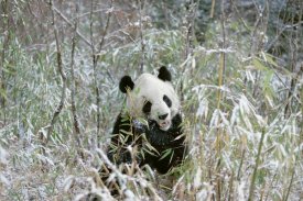 Konrad Wothe - Giant Panda eating bamboo, Wolong Valley, Himalaya, China