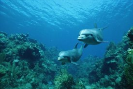 Konrad Wothe - Bottlenose Dolphin pair swimming over coral reef, Honduras