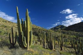 Konrad Wothe - Cardon cactii in desert landscape, Baja California, Mexico