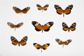 Christian Ziegler - Butterflies