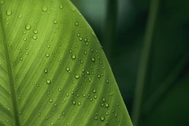 Christian Ziegler - Leaf with water drops, Barro Colorado Island, Panama