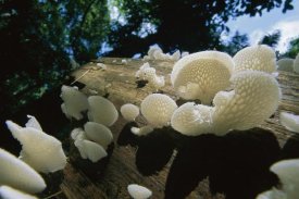 Christian Ziegler - Bracket Fungus mushrooms, Barro Colorado Island, Panama