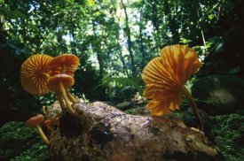 Christian Ziegler - Gill Mushroom group on log, Barro Colorado Island, Panama